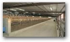 Cross Ventilated Freestall Barn  » Click to zoom ->