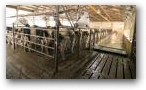 Dykshorn Dairy  » Click to zoom ->