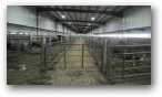 Cross Ventilated Dry Cow Barn  » Click to zoom ->