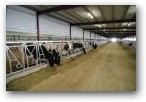 Cross Ventilated Freestall Barn  » Click to zoom ->