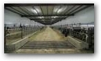 Cross Ventilated Freestall Barn  » Click to zoom ->